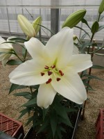 [5689 ST Roberto No02.JPG]